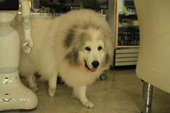 お昼もお店番してるココさん