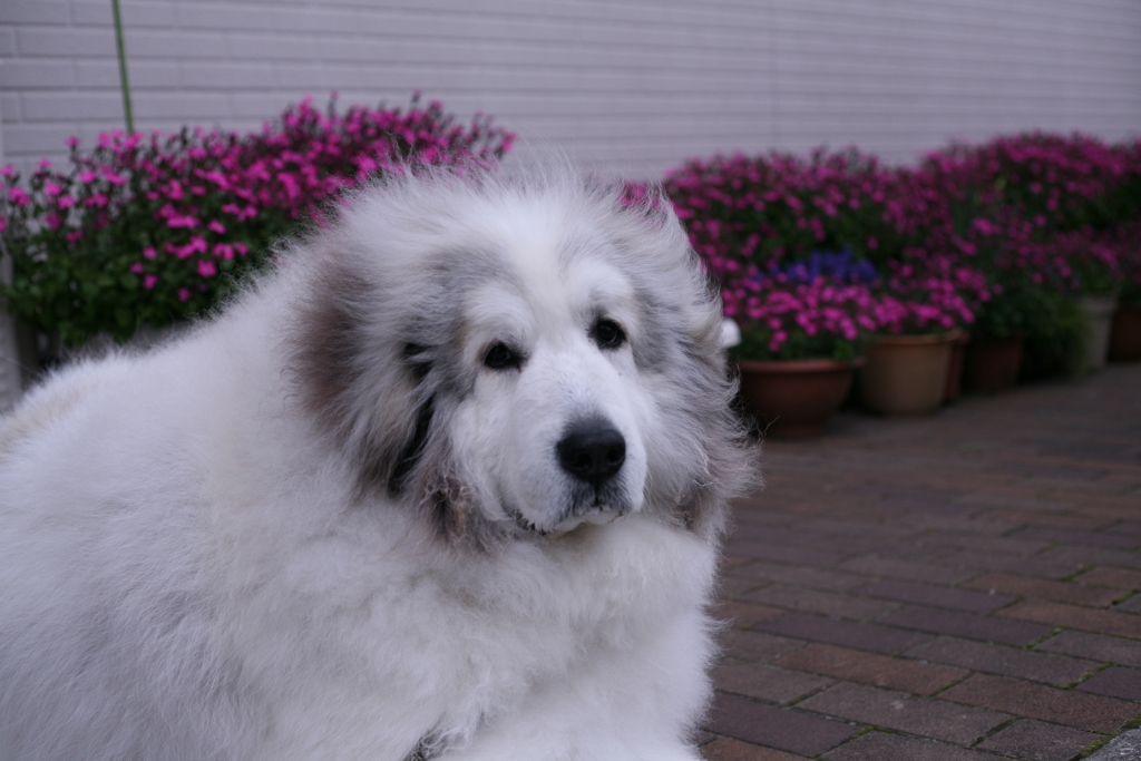 今日もかわいいココさん