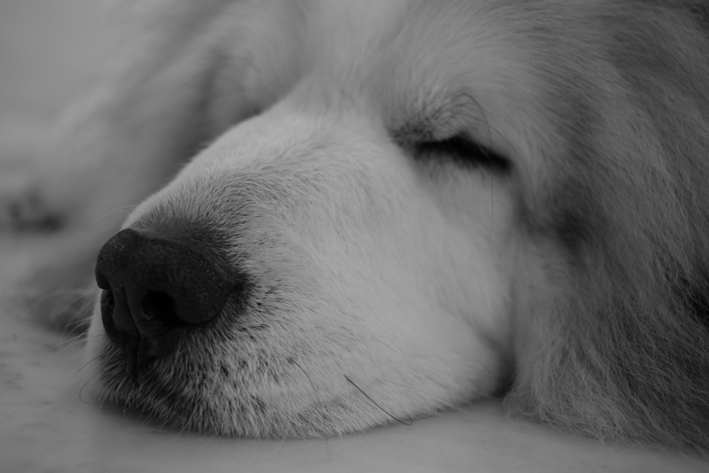 薬局のお客さんにぬいぐるみと間違われるココちゃん