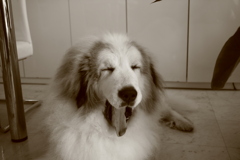 今日も元気にお店番してるココ様