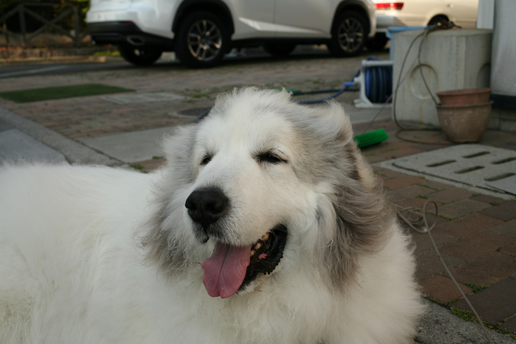 雪山の犬だから十分暑いココさん