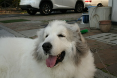 雪山の犬だから十分暑いココさん