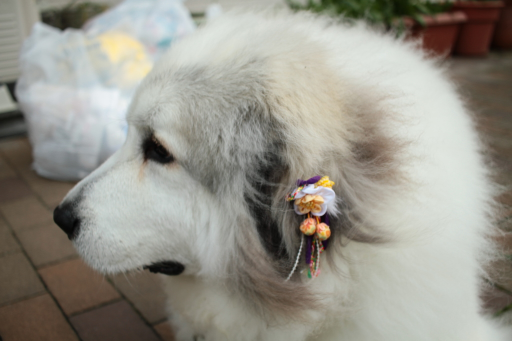 日曜も番犬してるココちゃん