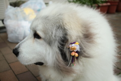 日曜も番犬してるココちゃん