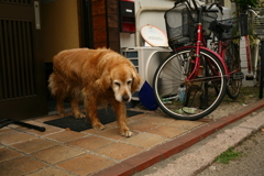 大阪出張から帰ってきたみゅうちゃん