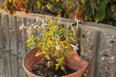 741円で落札のシグマレンズにて