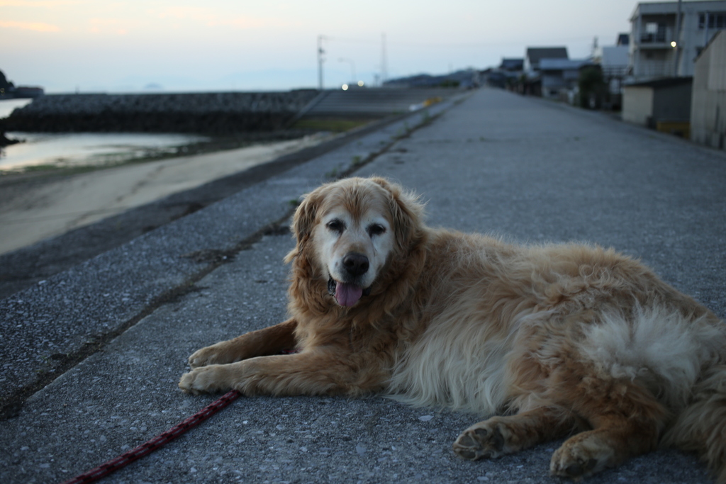みゅうちゃんと浜で二時間ほど夕涼み