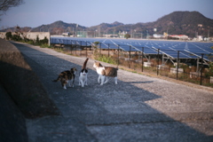 トム君がさかりついてる