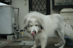 ココさんは今日も元気