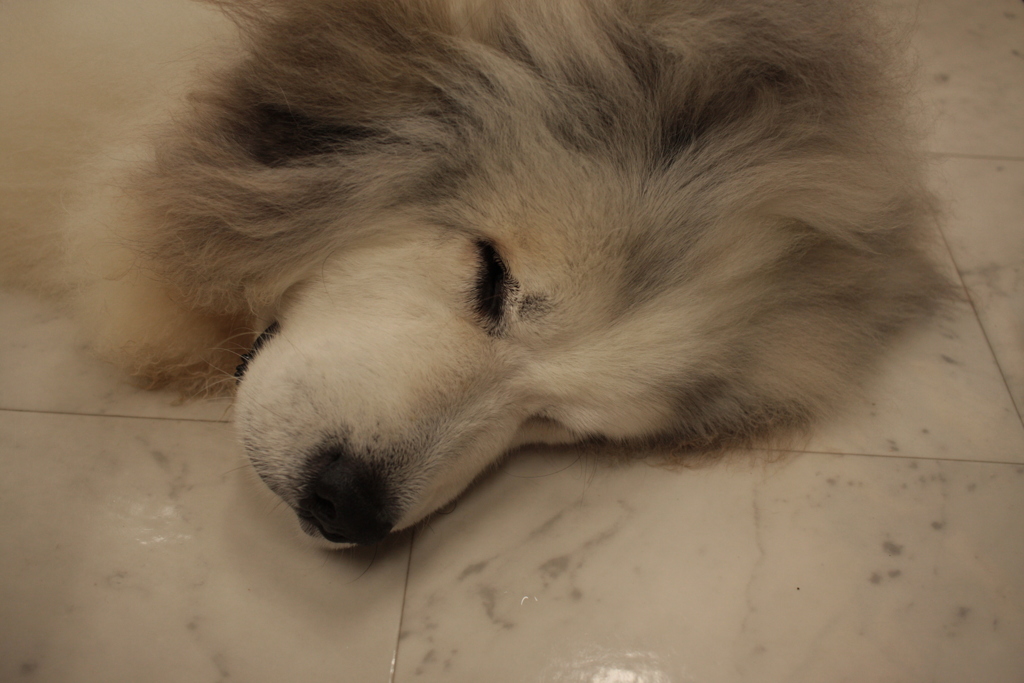 お店番してるココちゃん