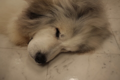 お店番してるココちゃん