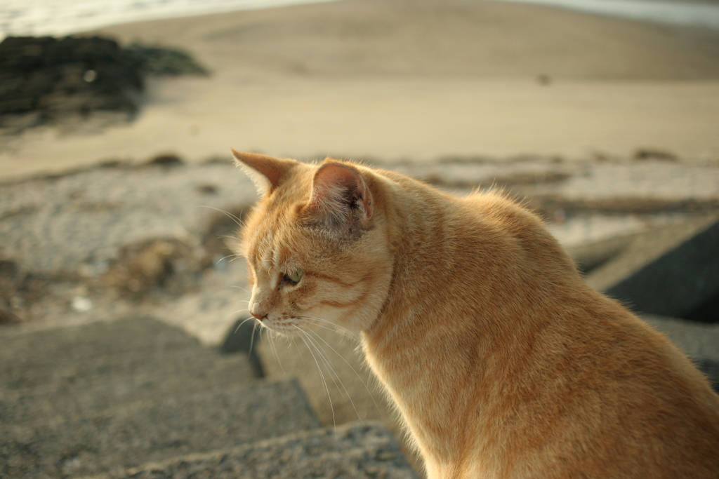 無料ホステストラちゃん