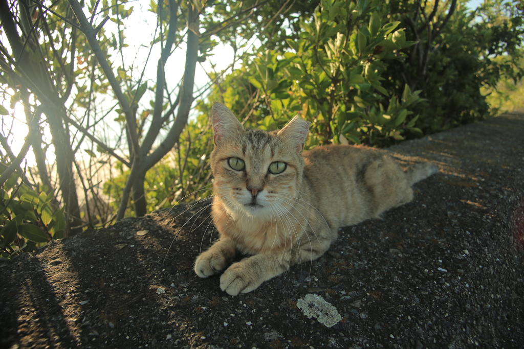トム君のお母さんミーちゃん