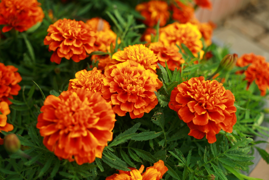 ココさん所の花