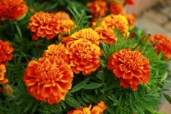 ココさん所の花