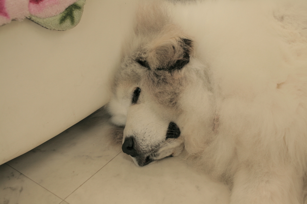 お店番してるココ様