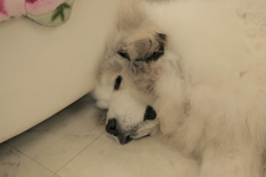 お店番してるココ様