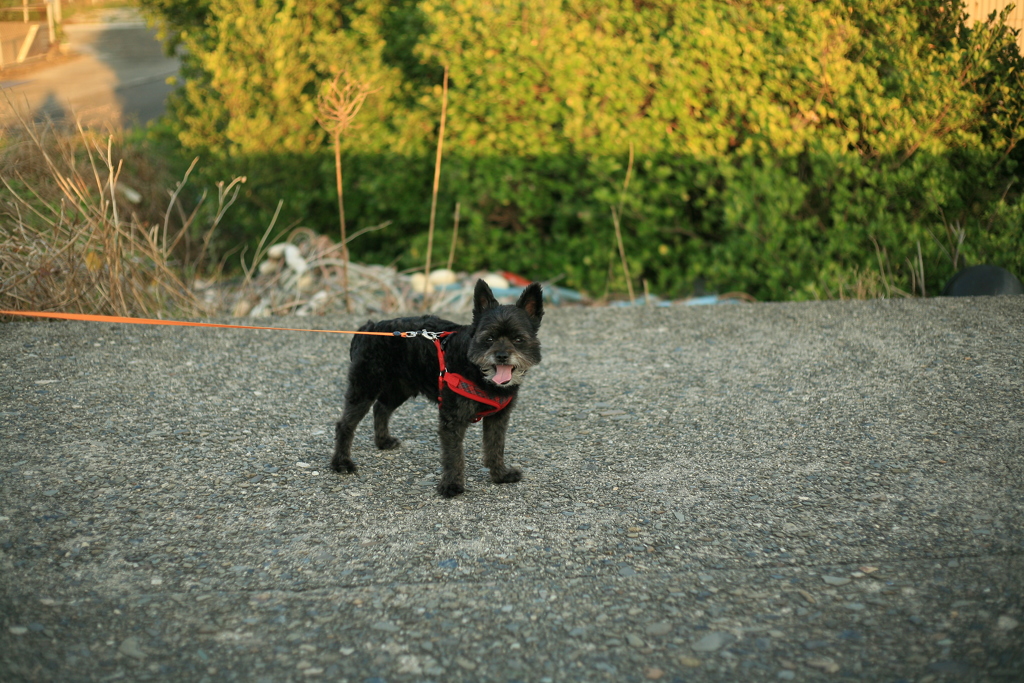 ビビりのチロル