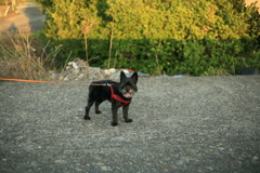 ビビりのチロル