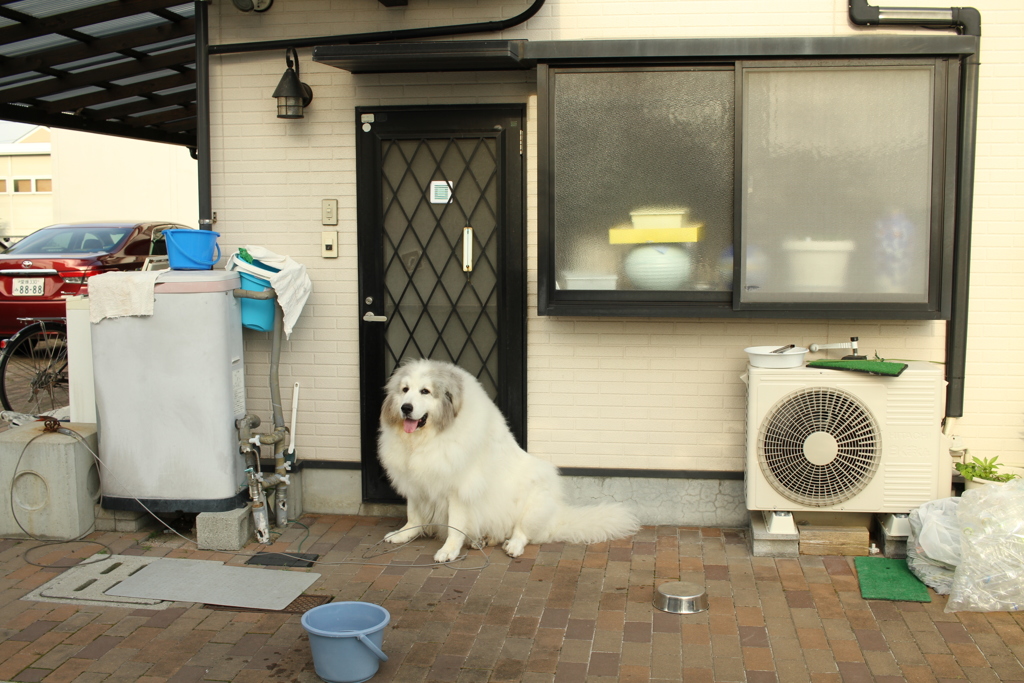 暑いから家の中に入れてほしいいココさん