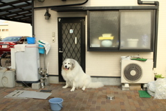 暑いから家の中に入れてほしいいココさん