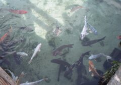 成人の日の朝　Trip35にて