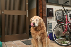 お宿番してるみゅうちゃん