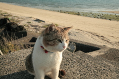 今日も元気なトム君