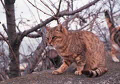 朝、Eos650(Film)にて