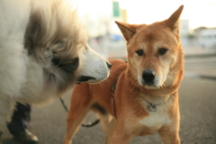 モクちゃんとココ様