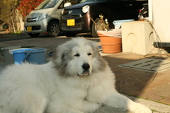 今日は元気そうなココさん