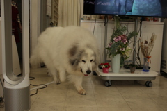 ココさんは今日も元気