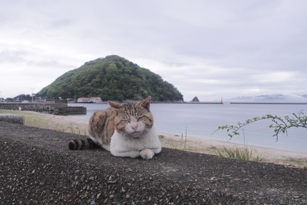 昨日、トム君らと