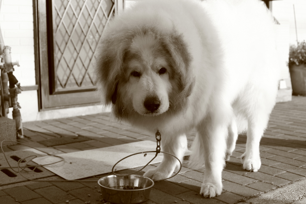 ご飯を食べるココさん