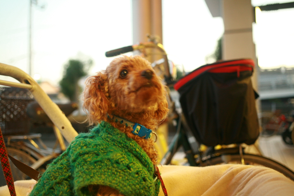 スーパーでおばあちゃんの帰りを待ってる元ちゃん