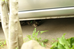 近所の猫　今日は甘えてこない