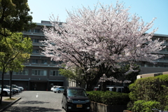 病院の桜
