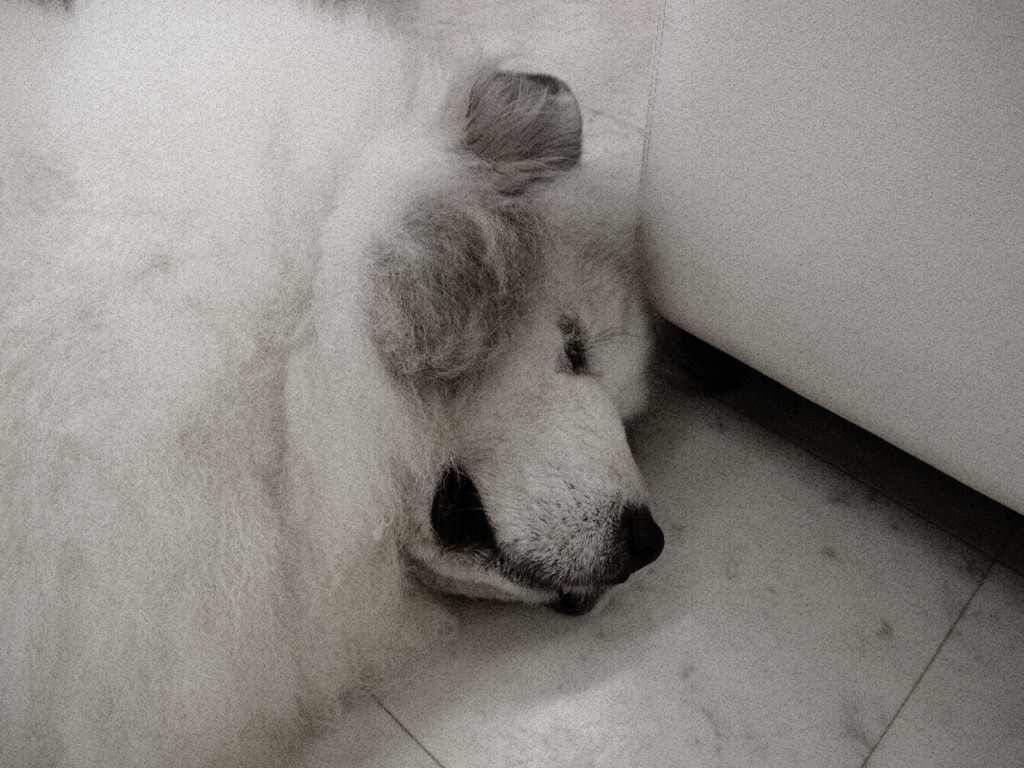 梅雨初日のココちゃん