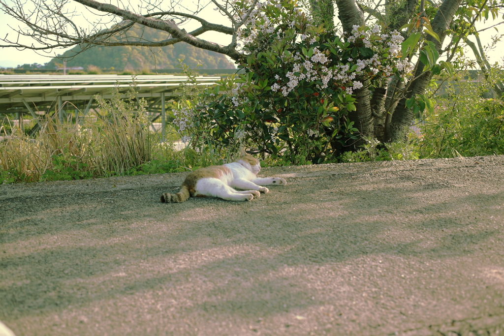 たまたま丸見えのトム君