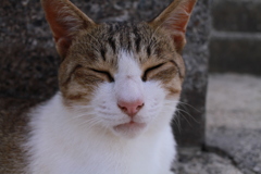 トムくん