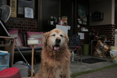 お宿番してるみゅうちゃん