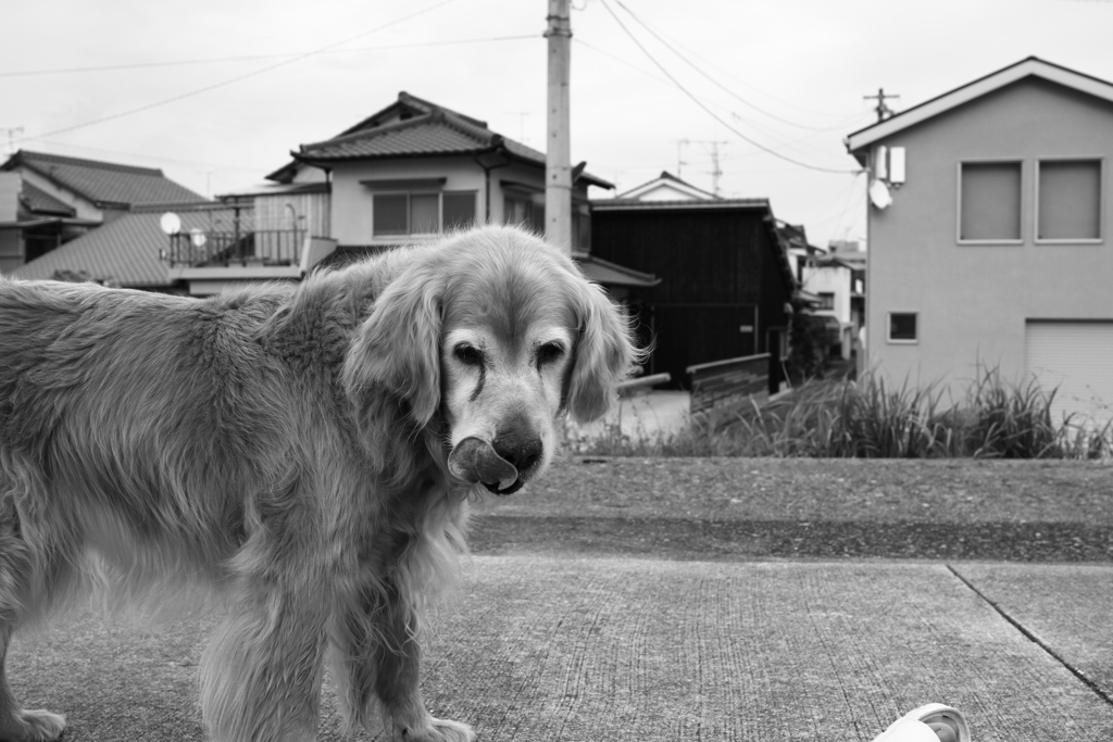 ミルクビスケットが欲しいみゅうちゃん