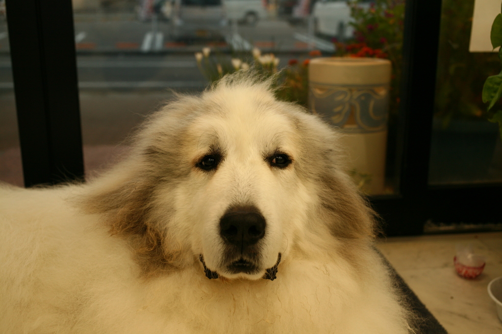 お店番してるココさん
