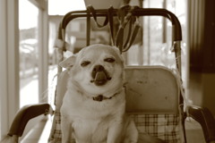 コロポックルのむさしくん