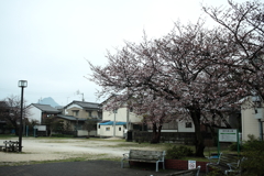 公園の雨桜