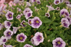 ココさん所の花