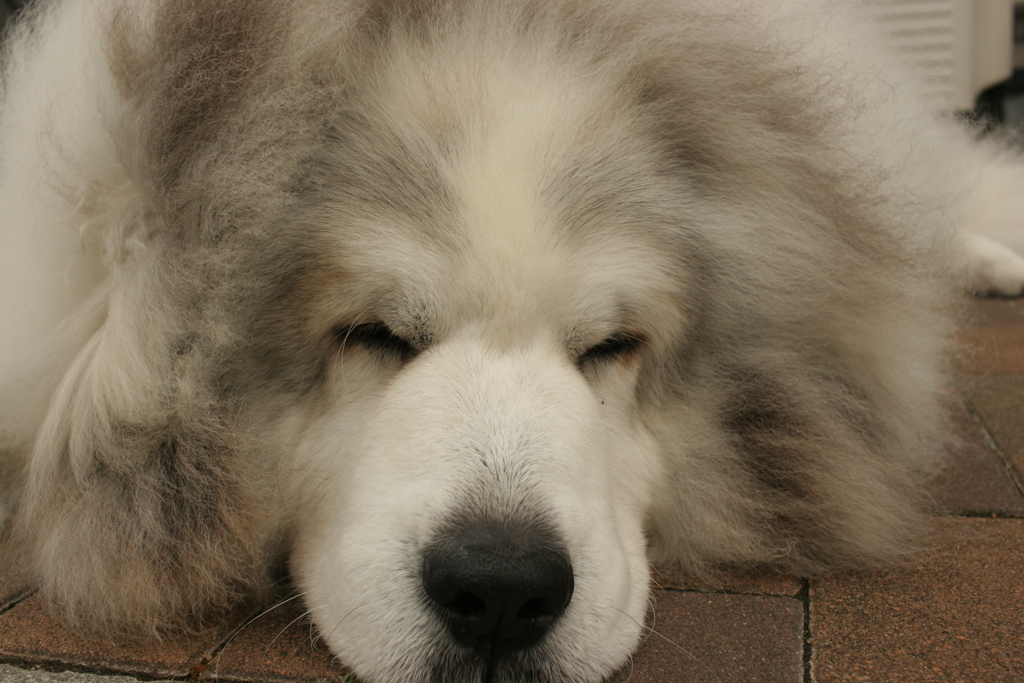 今日もかわいいココちゃま