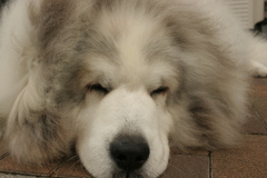 今日もかわいいココちゃま