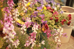 ココさん所の花