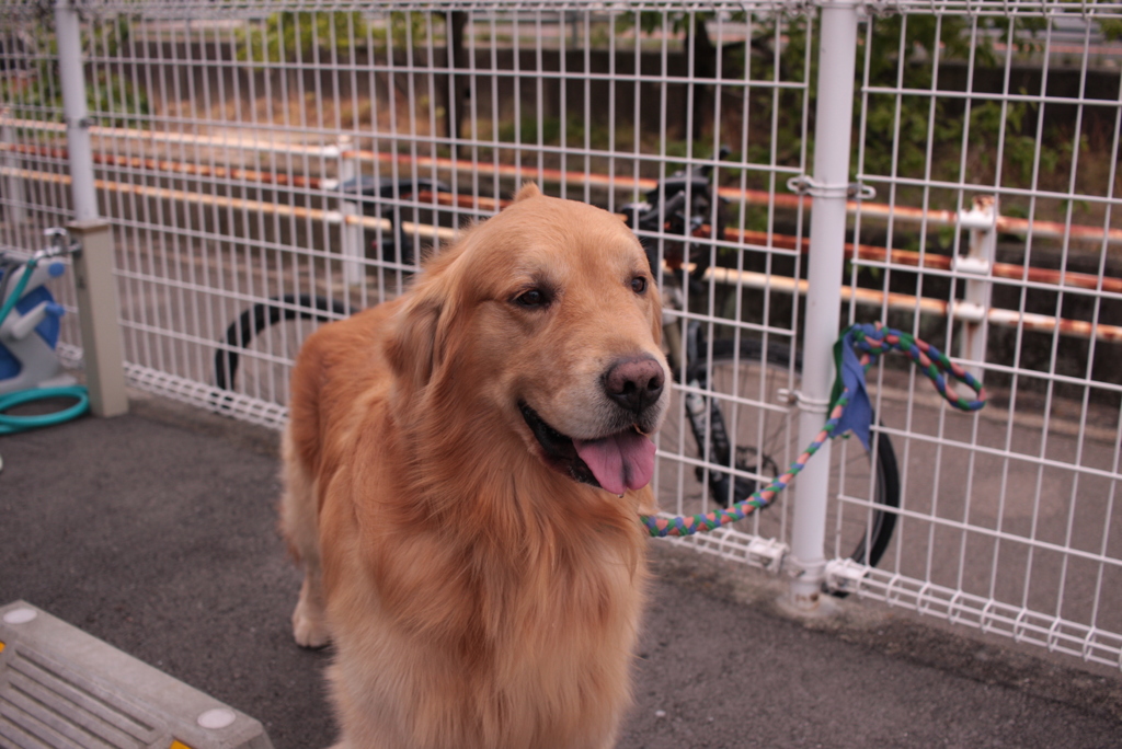 動物病院にいたﾜﾝｺ